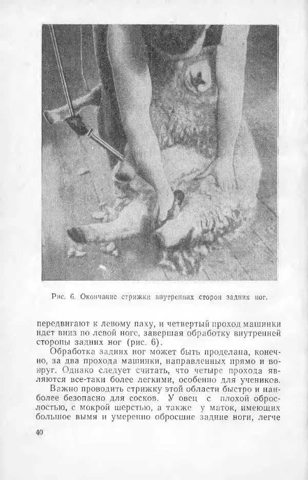 Годарри Боуэн - Мастерство стрижки овец - Страница № 40