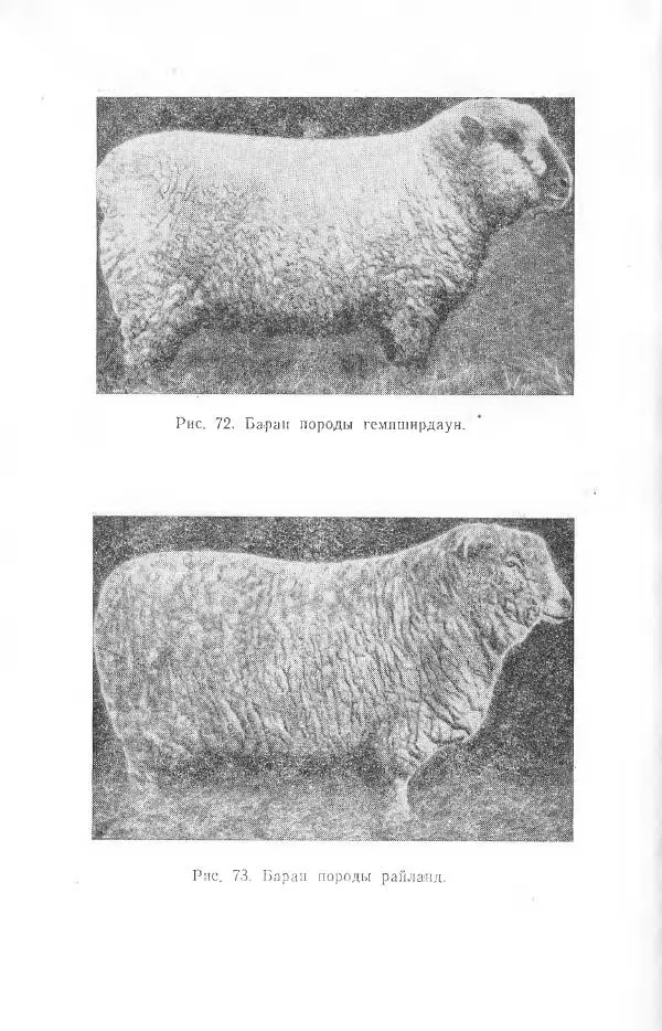 Годарри Боуэн - Мастерство стрижки овец - Страница № 166