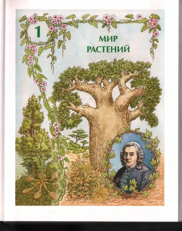  Энциклопедия для детей Аванта+ - Энциклопедия для детей. Том 43. Ботаника - Страница № 21