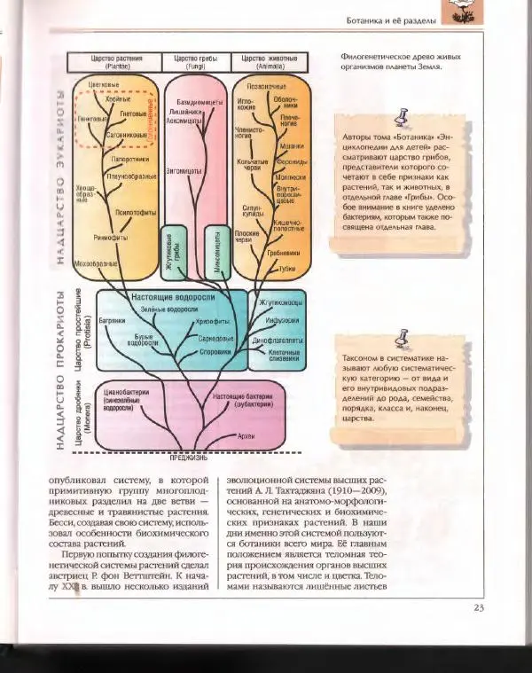  Энциклопедия для детей Аванта+ - Энциклопедия для детей. Том 43. Ботаника - Страница № 27