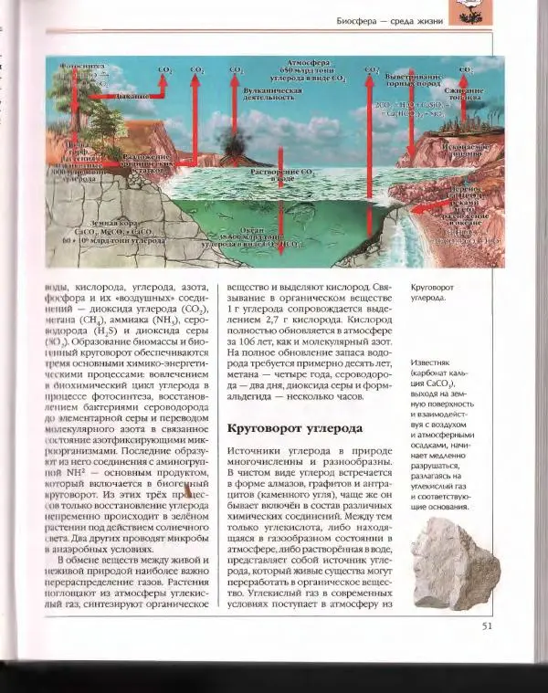  Энциклопедия для детей Аванта+ - Энциклопедия для детей. Том 43. Ботаника - Страница № 55