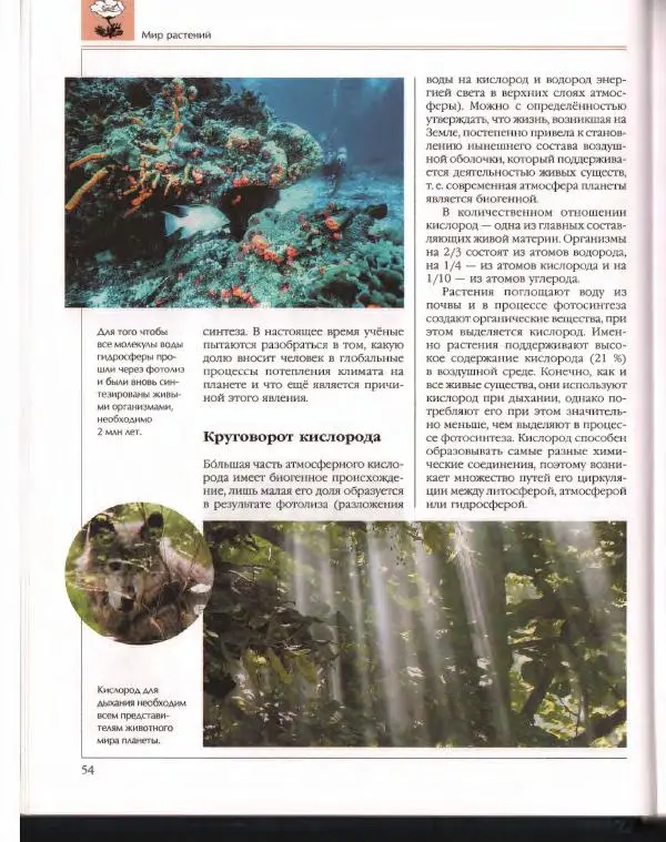  Энциклопедия для детей Аванта+ - Энциклопедия для детей. Том 43. Ботаника - Страница № 58