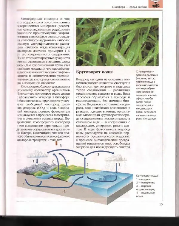 Энциклопедия для детей Аванта+ - Энциклопедия для детей. Том 43. Ботаника - Страница № 59
