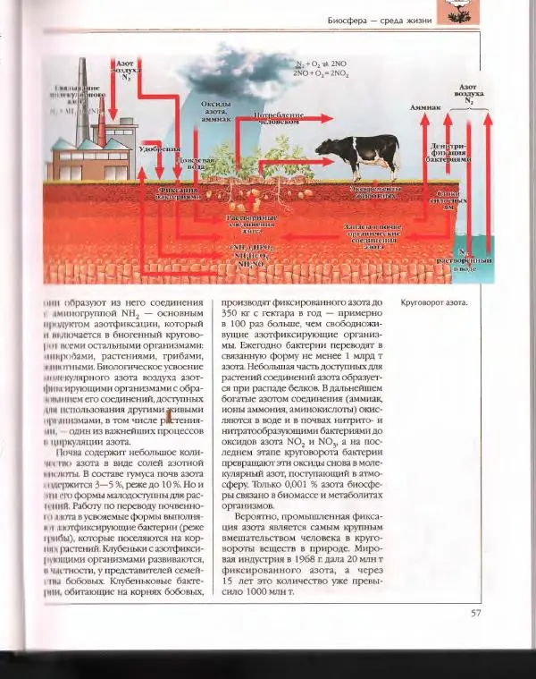  Энциклопедия для детей Аванта+ - Энциклопедия для детей. Том 43. Ботаника - Страница № 61