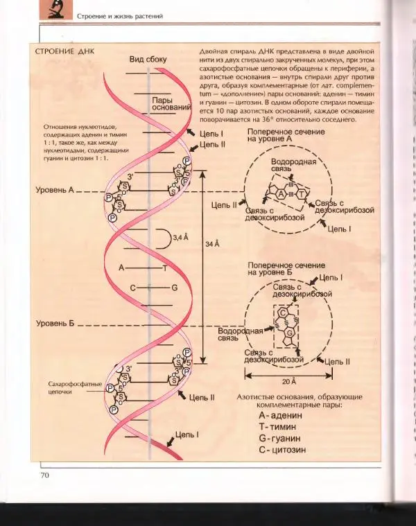  Энциклопедия для детей Аванта+ - Энциклопедия для детей. Том 43. Ботаника - Страница № 74