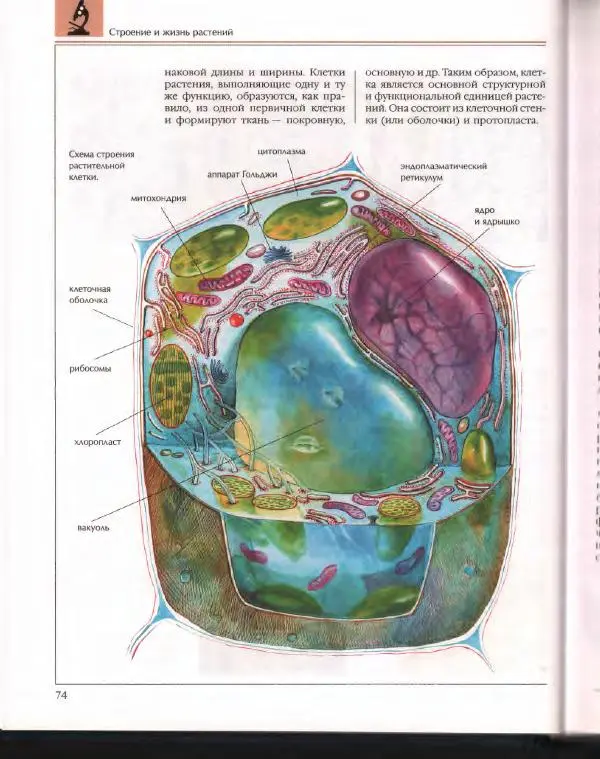  Энциклопедия для детей Аванта+ - Энциклопедия для детей. Том 43. Ботаника - Страница № 78