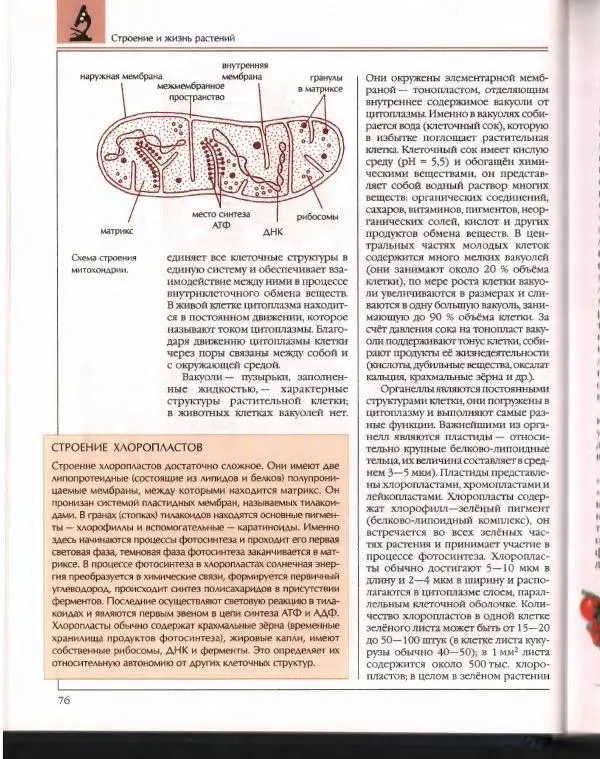  Энциклопедия для детей Аванта+ - Энциклопедия для детей. Том 43. Ботаника - Страница № 80