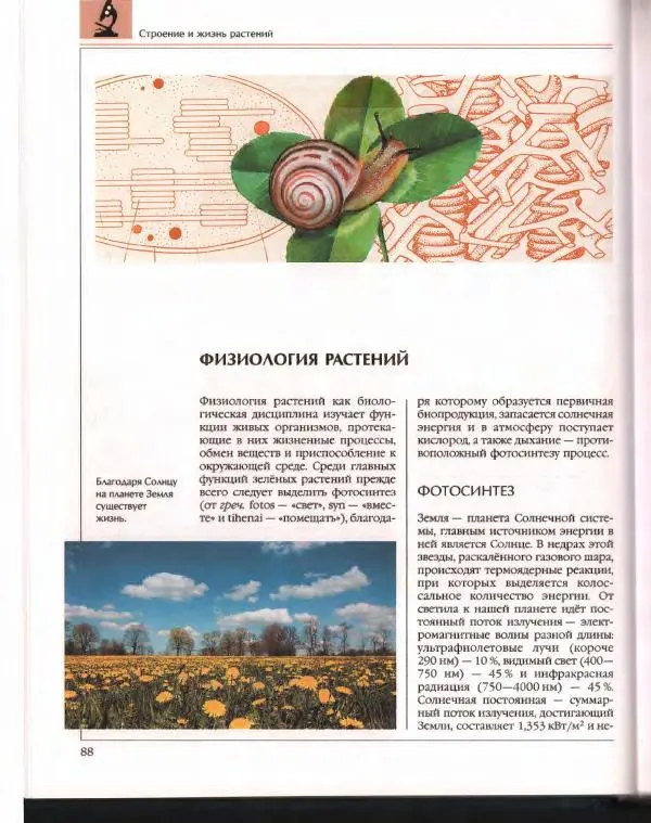  Энциклопедия для детей Аванта+ - Энциклопедия для детей. Том 43. Ботаника - Страница № 92