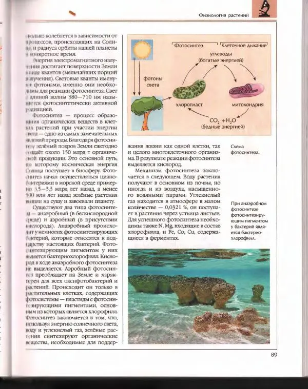  Энциклопедия для детей Аванта+ - Энциклопедия для детей. Том 43. Ботаника - Страница № 93