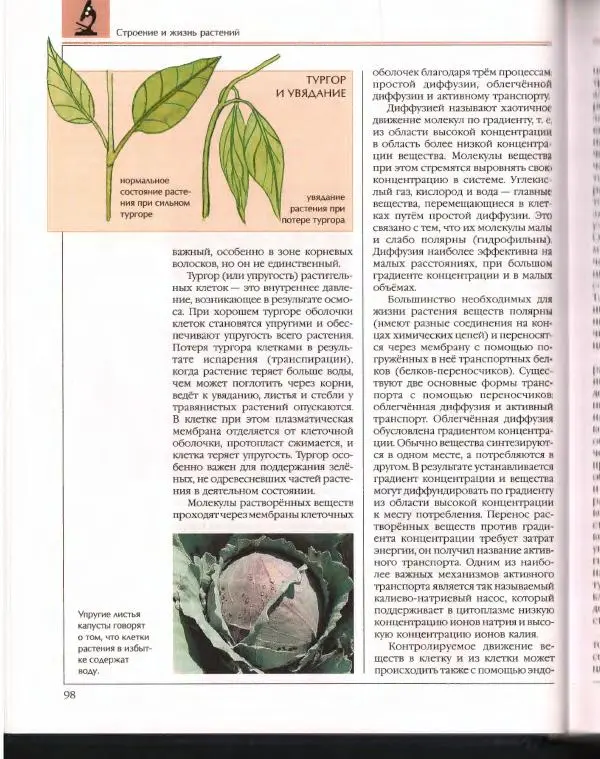  Энциклопедия для детей Аванта+ - Энциклопедия для детей. Том 43. Ботаника - Страница № 102