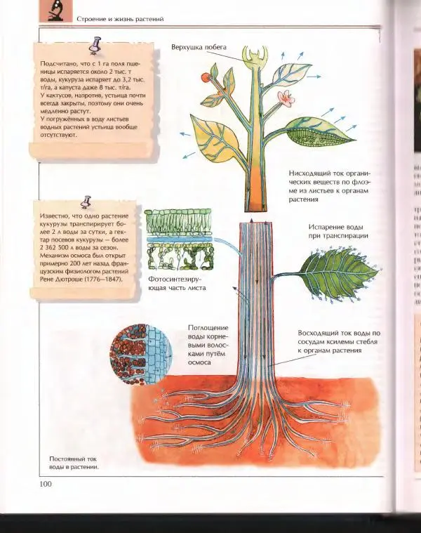 Энциклопедия для детей Аванта+ - Энциклопедия для детей. Том 43. Ботаника - Страница № 104