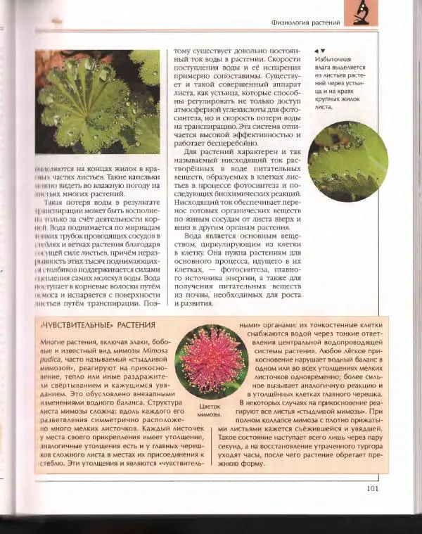  Энциклопедия для детей Аванта+ - Энциклопедия для детей. Том 43. Ботаника - Страница № 105