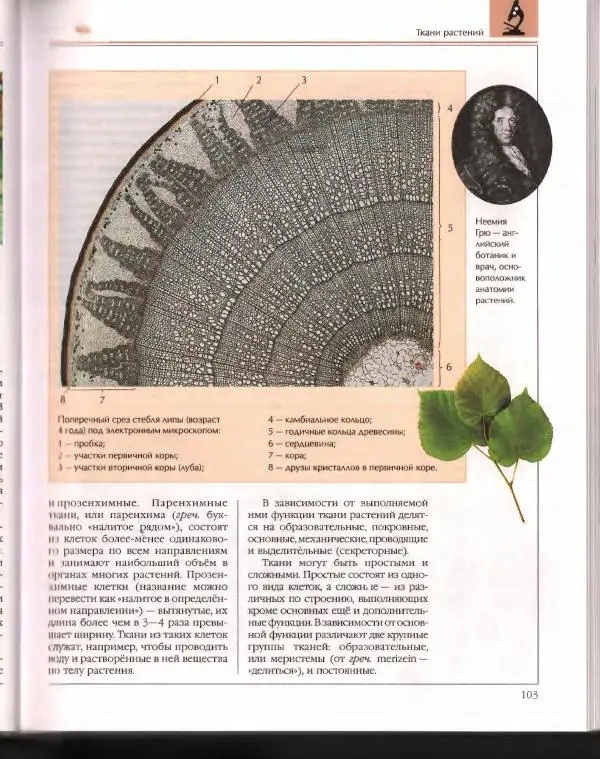  Энциклопедия для детей Аванта+ - Энциклопедия для детей. Том 43. Ботаника - Страница № 107