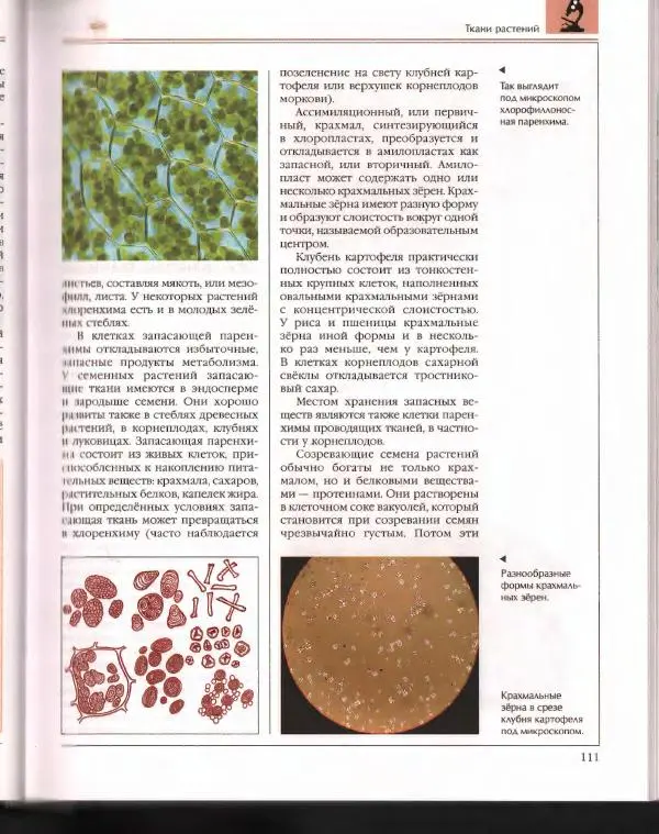  Энциклопедия для детей Аванта+ - Энциклопедия для детей. Том 43. Ботаника - Страница № 115