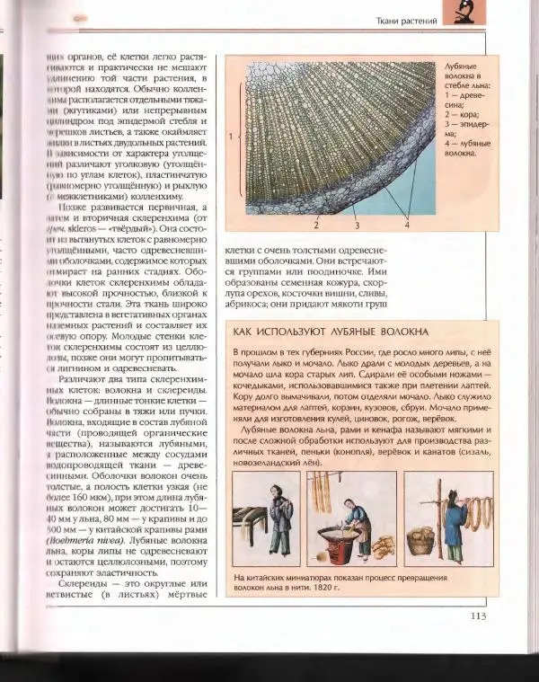  Энциклопедия для детей Аванта+ - Энциклопедия для детей. Том 43. Ботаника - Страница № 117