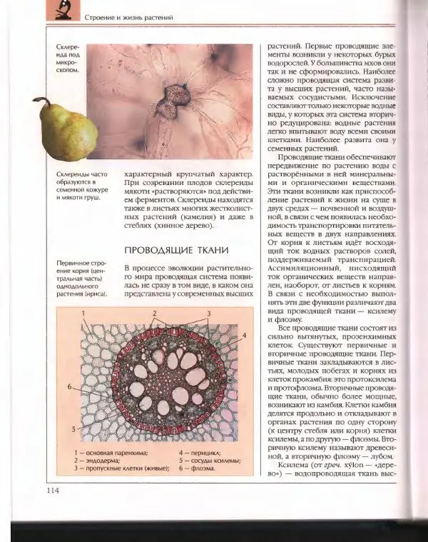  Энциклопедия для детей Аванта+ - Энциклопедия для детей. Том 43. Ботаника - Страница № 118
