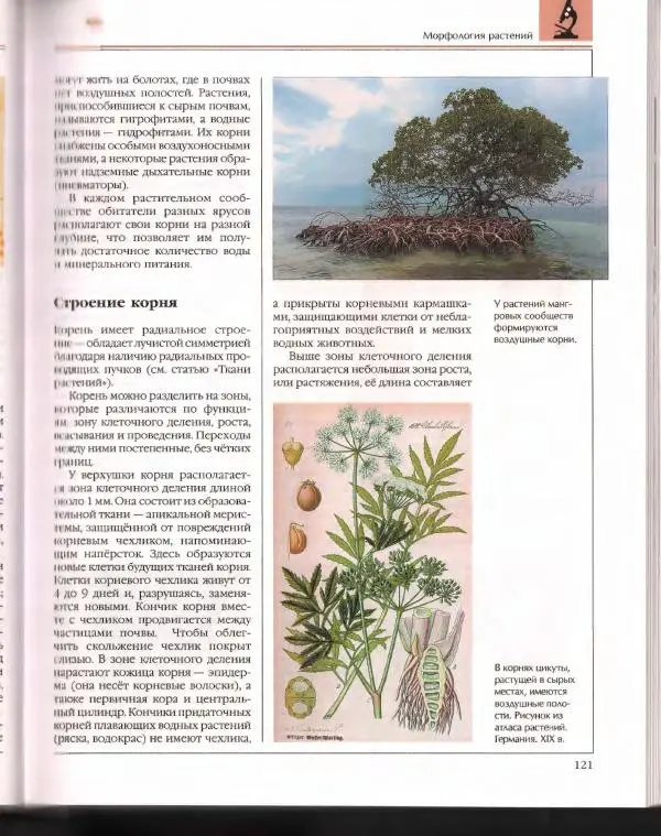  Энциклопедия для детей Аванта+ - Энциклопедия для детей. Том 43. Ботаника - Страница № 125