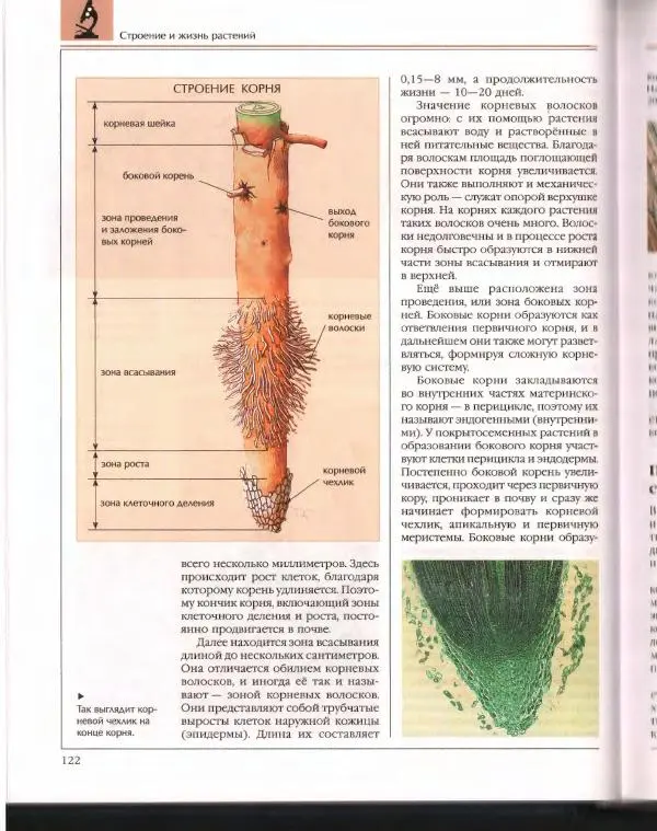  Энциклопедия для детей Аванта+ - Энциклопедия для детей. Том 43. Ботаника - Страница № 126