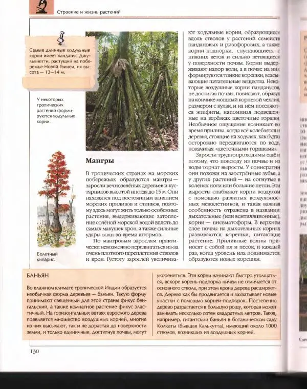  Энциклопедия для детей Аванта+ - Энциклопедия для детей. Том 43. Ботаника - Страница № 134