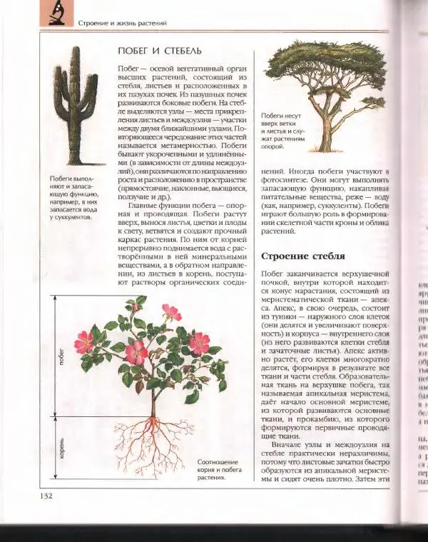  Энциклопедия для детей Аванта+ - Энциклопедия для детей. Том 43. Ботаника - Страница № 136