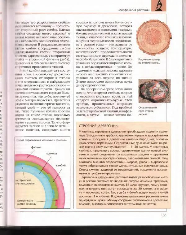  Энциклопедия для детей Аванта+ - Энциклопедия для детей. Том 43. Ботаника - Страница № 139