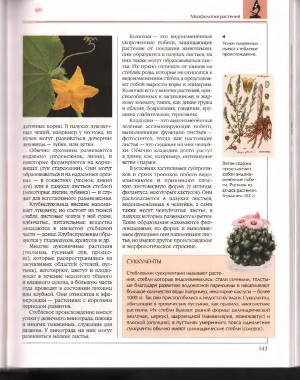  Энциклопедия для детей Аванта+ - Энциклопедия для детей. Том 43. Ботаника - Страница № 147