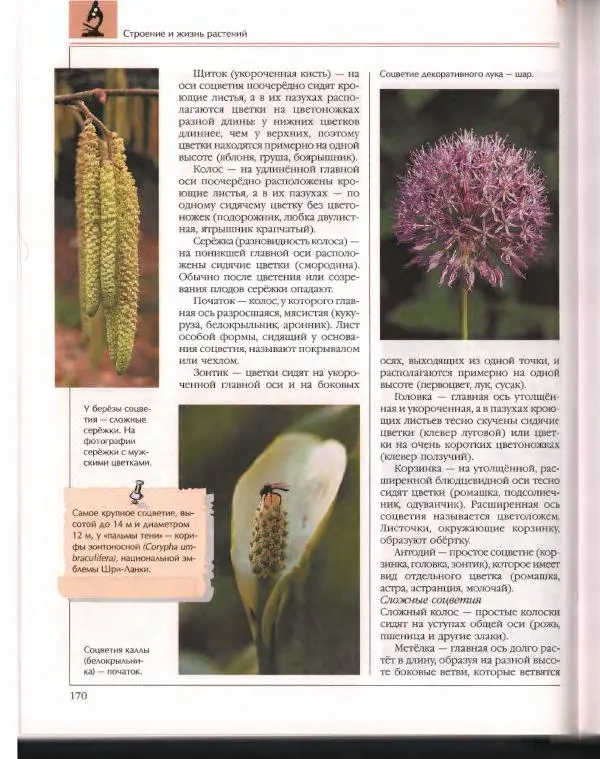  Энциклопедия для детей Аванта+ - Энциклопедия для детей. Том 43. Ботаника - Страница № 174