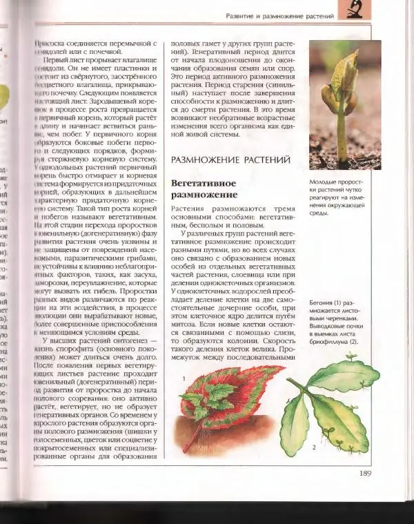  Энциклопедия для детей Аванта+ - Энциклопедия для детей. Том 43. Ботаника - Страница № 193