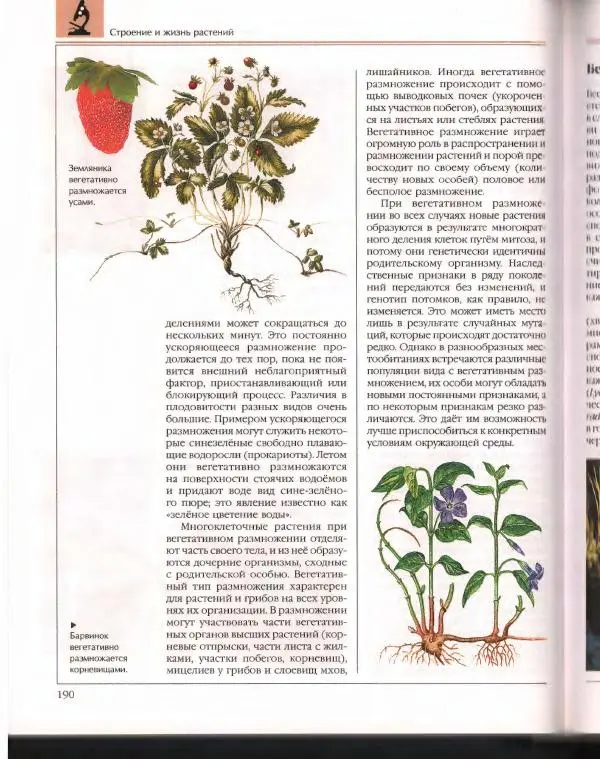  Энциклопедия для детей Аванта+ - Энциклопедия для детей. Том 43. Ботаника - Страница № 194