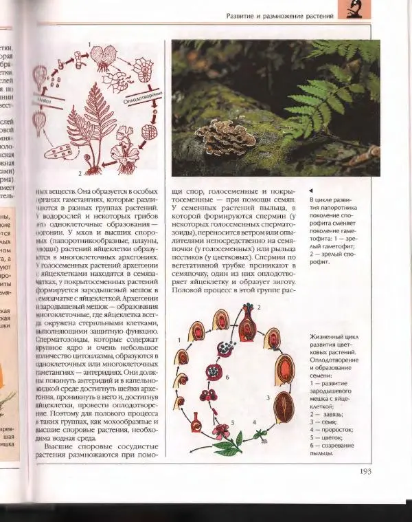  Энциклопедия для детей Аванта+ - Энциклопедия для детей. Том 43. Ботаника - Страница № 197