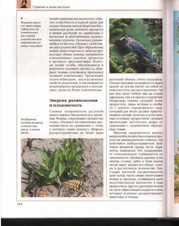  Энциклопедия для детей Аванта+ - Энциклопедия для детей. Том 43. Ботаника - Страница № 198