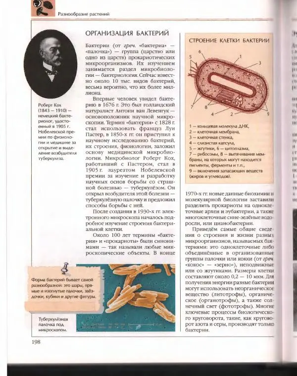  Энциклопедия для детей Аванта+ - Энциклопедия для детей. Том 43. Ботаника - Страница № 202