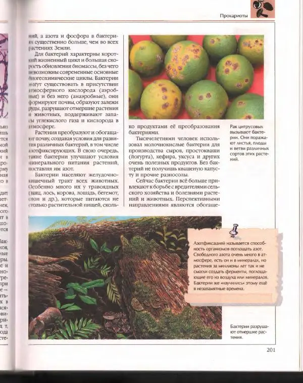  Энциклопедия для детей Аванта+ - Энциклопедия для детей. Том 43. Ботаника - Страница № 205