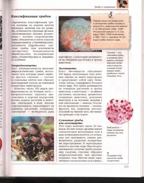  Энциклопедия для детей Аванта+ - Энциклопедия для детей. Том 43. Ботаника - Страница № 217