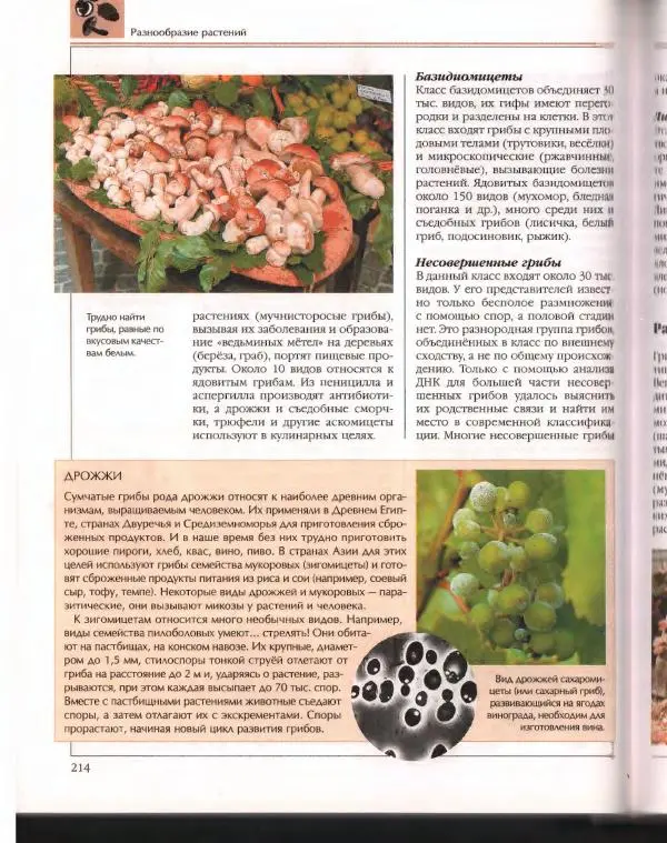  Энциклопедия для детей Аванта+ - Энциклопедия для детей. Том 43. Ботаника - Страница № 218