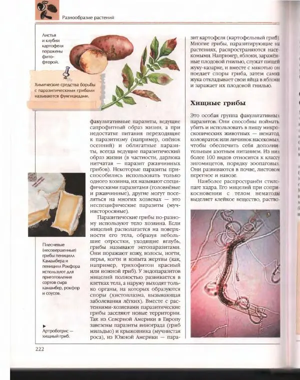  Энциклопедия для детей Аванта+ - Энциклопедия для детей. Том 43. Ботаника - Страница № 226