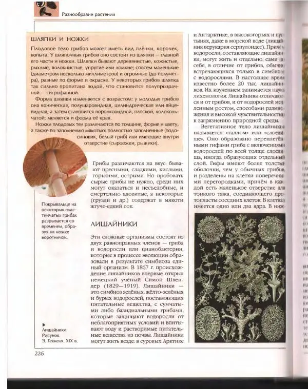  Энциклопедия для детей Аванта+ - Энциклопедия для детей. Том 43. Ботаника - Страница № 230
