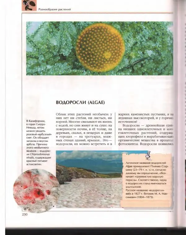  Энциклопедия для детей Аванта+ - Энциклопедия для детей. Том 43. Ботаника - Страница № 234