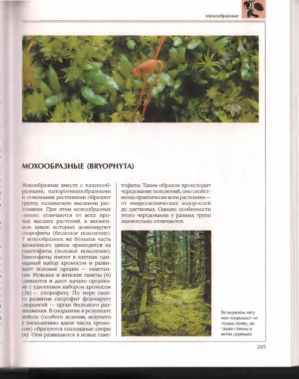  Энциклопедия для детей Аванта+ - Энциклопедия для детей. Том 43. Ботаника - Страница № 249