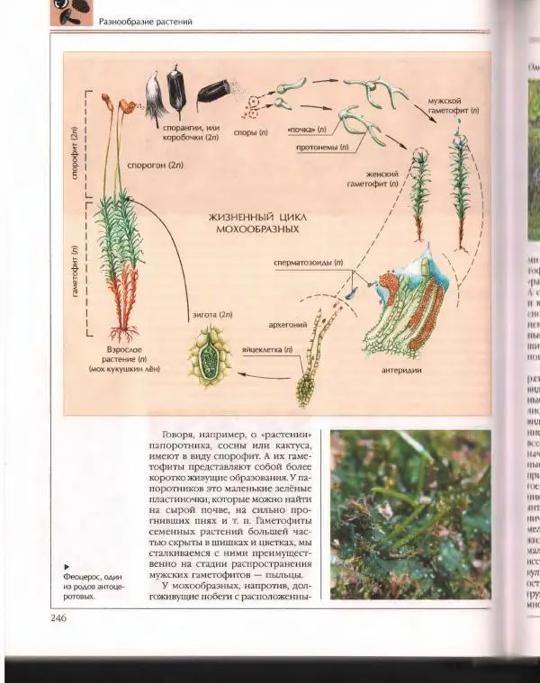  Энциклопедия для детей Аванта+ - Энциклопедия для детей. Том 43. Ботаника - Страница № 250