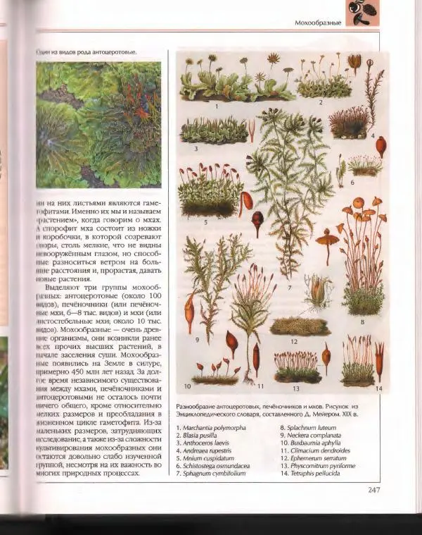  Энциклопедия для детей Аванта+ - Энциклопедия для детей. Том 43. Ботаника - Страница № 251