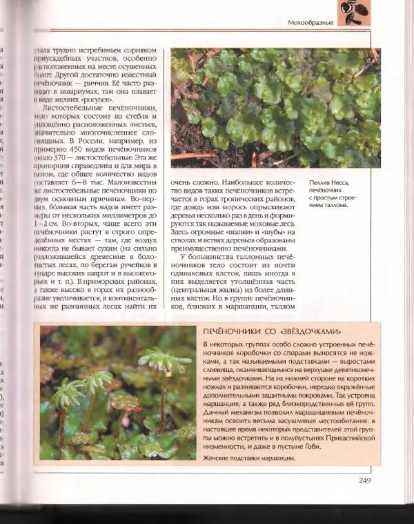  Энциклопедия для детей Аванта+ - Энциклопедия для детей. Том 43. Ботаника - Страница № 253