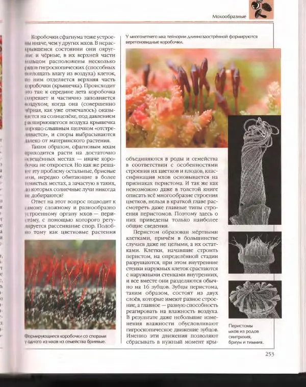  Энциклопедия для детей Аванта+ - Энциклопедия для детей. Том 43. Ботаника - Страница № 257