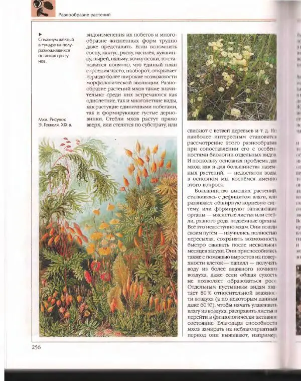  Энциклопедия для детей Аванта+ - Энциклопедия для детей. Том 43. Ботаника - Страница № 260
