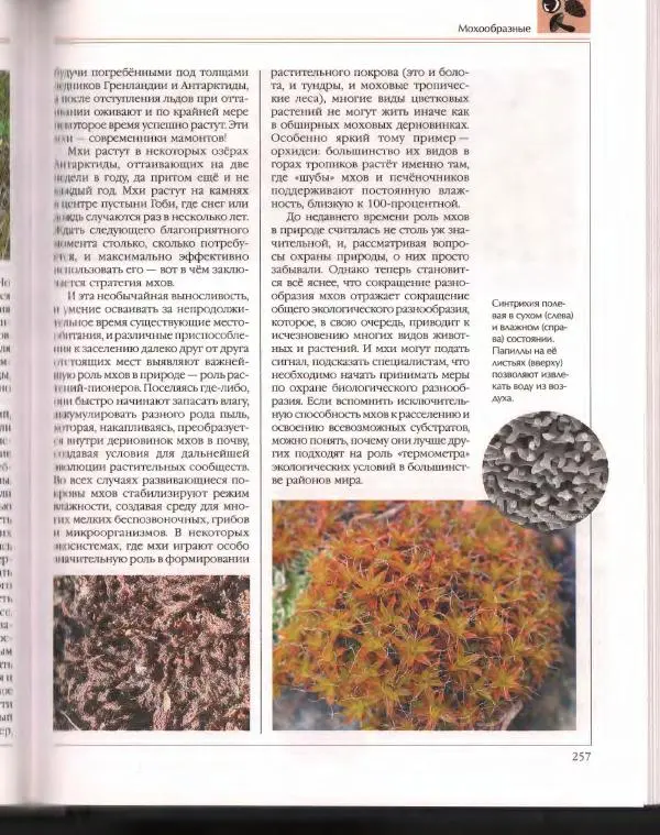  Энциклопедия для детей Аванта+ - Энциклопедия для детей. Том 43. Ботаника - Страница № 261