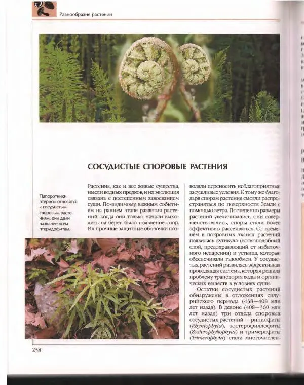  Энциклопедия для детей Аванта+ - Энциклопедия для детей. Том 43. Ботаника - Страница № 262