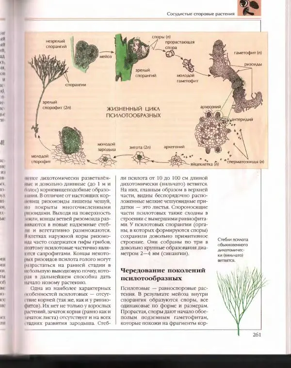  Энциклопедия для детей Аванта+ - Энциклопедия для детей. Том 43. Ботаника - Страница № 265