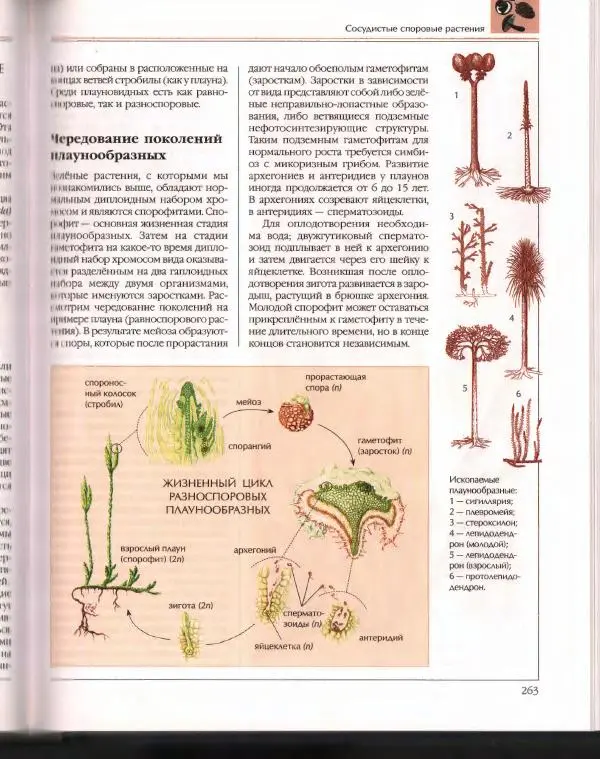  Энциклопедия для детей Аванта+ - Энциклопедия для детей. Том 43. Ботаника - Страница № 267
