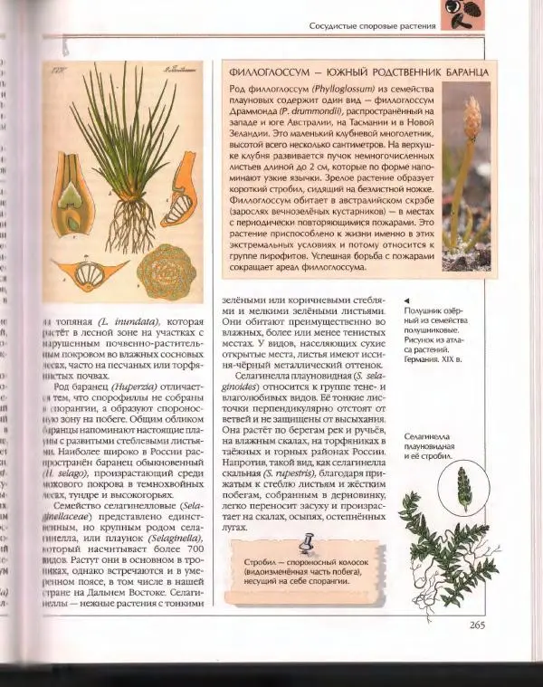  Энциклопедия для детей Аванта+ - Энциклопедия для детей. Том 43. Ботаника - Страница № 269