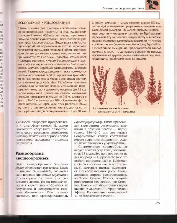  Энциклопедия для детей Аванта+ - Энциклопедия для детей. Том 43. Ботаника - Страница № 273
